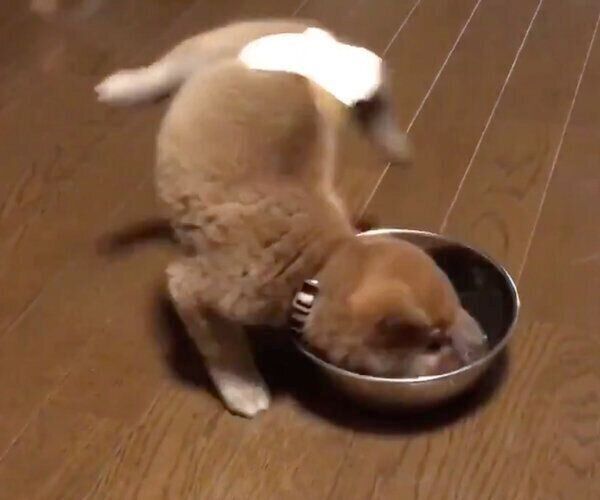 ごはんを夢中で食べすぎて、側転してしまうりんご郎くん