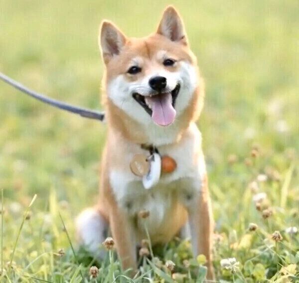 笑顔のにこちゃん