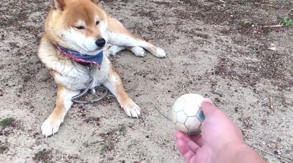 ボールを見る柴犬