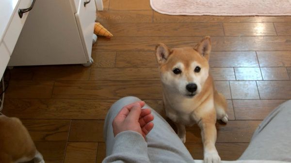 見つめる柴犬