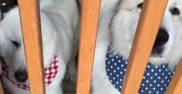 お出迎えする犬