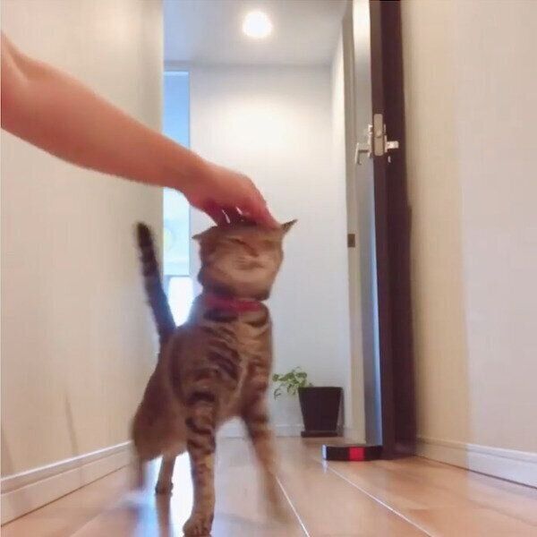 飼い主さんにナデナデしてもらうMugiくん