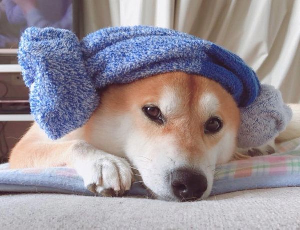 羊巻きタオルをする柴犬