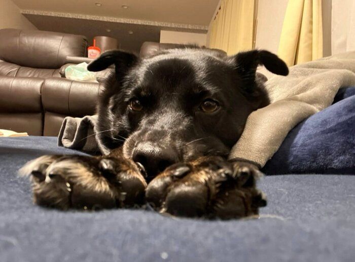 まったりするはなちゃん