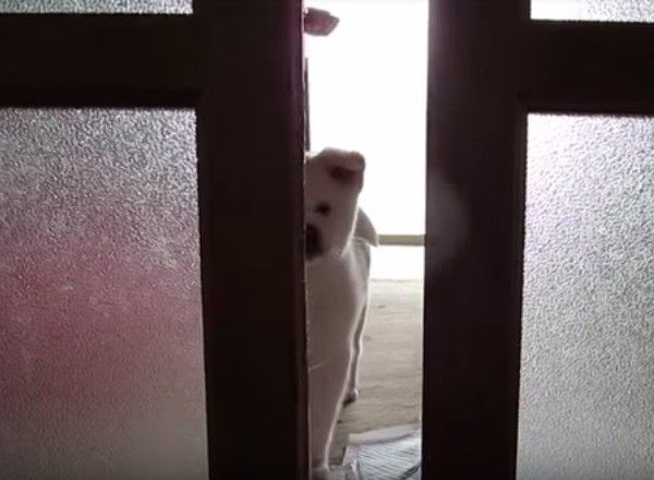 秋田犬