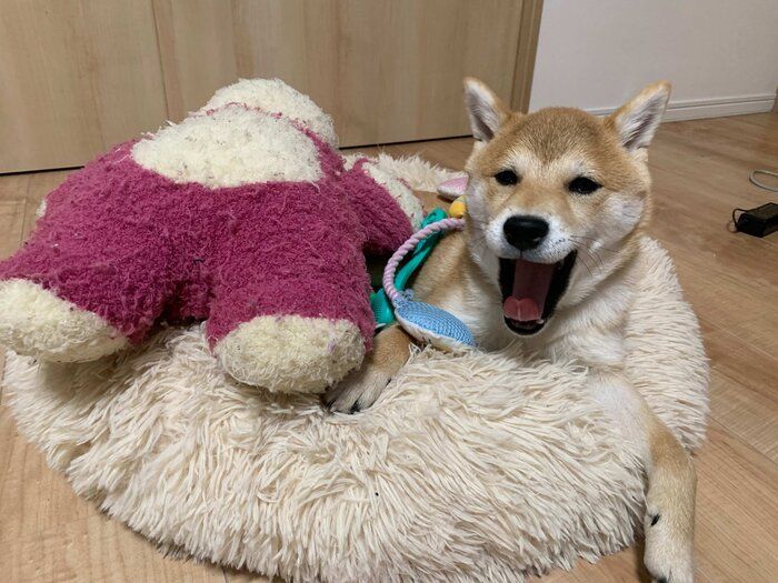 大好きなものに囲まれる豆吉くん