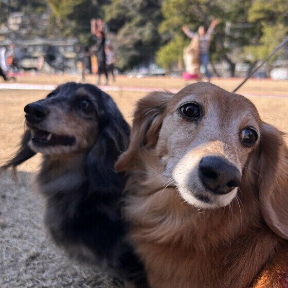 シニアのミニチュア・ダックスフンド