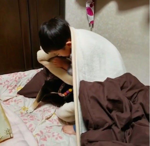 柴犬
