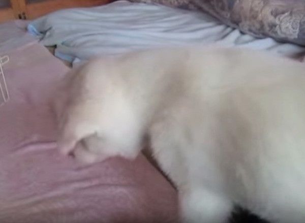 秋田犬