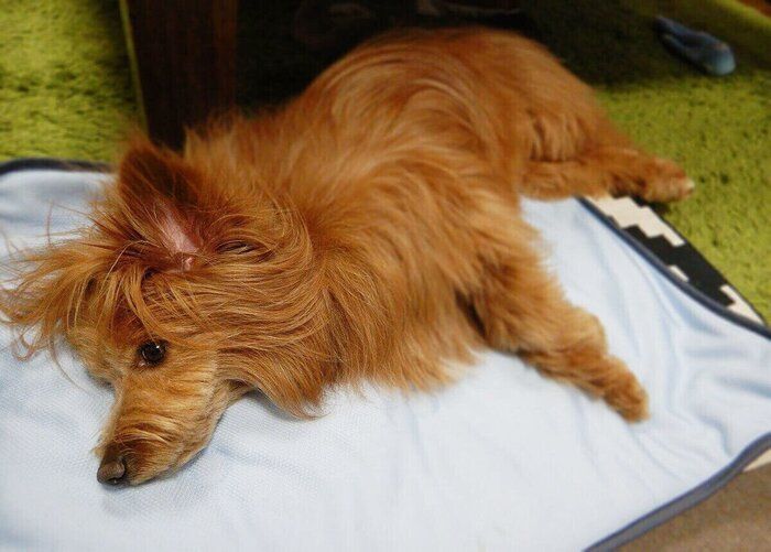 連載「こぐま犬てんすけ」