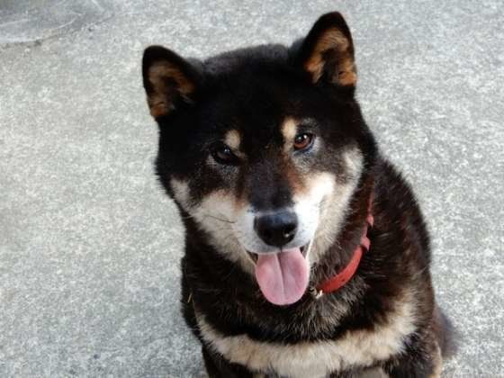 笑顔な柴犬