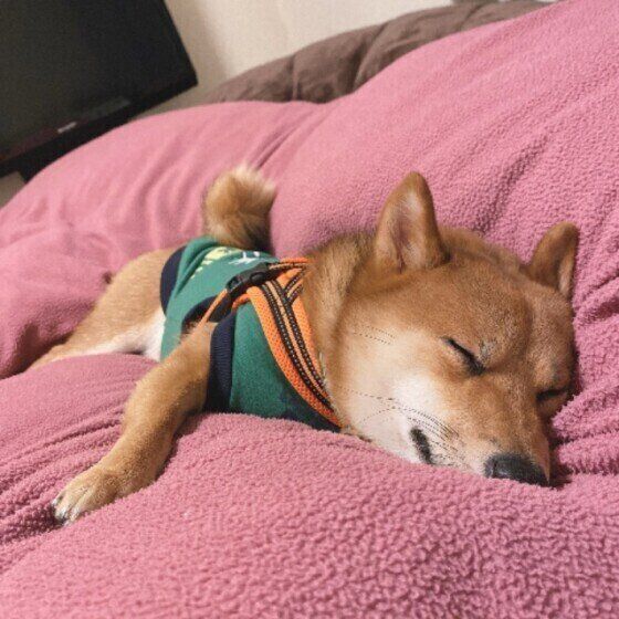 スヤスヤと眠る柴犬