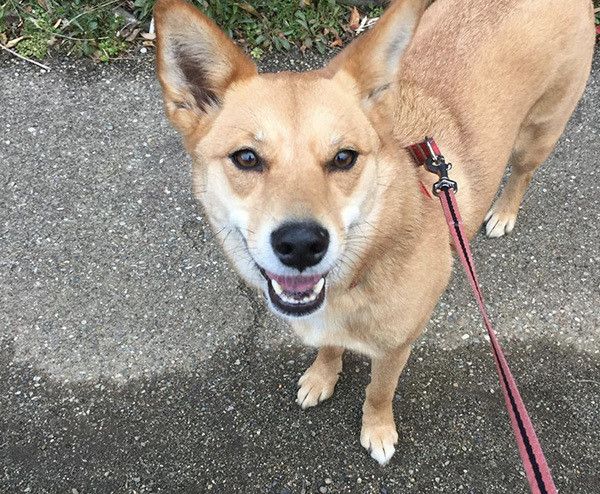 見つめる犬