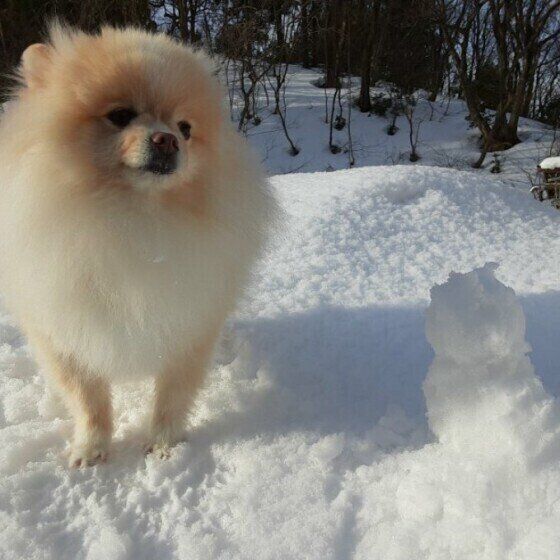 季節の変わり目は犬の具合が悪くなりやすい?その理由は? いぬのきもち