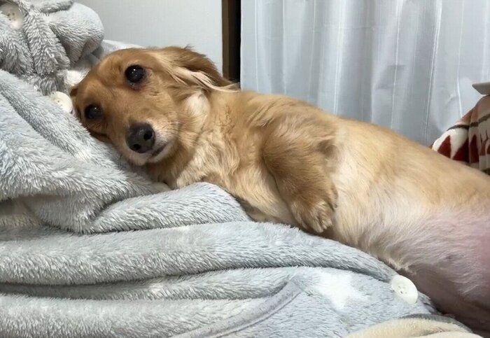 CHOCOちゃんが心から安心している様子が伝わってくる