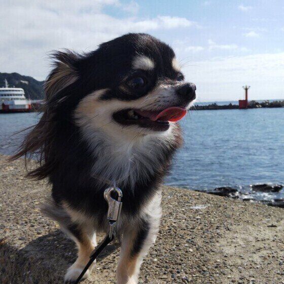 チワワ