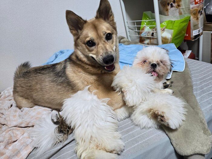 仲良くくっつく犬（写真：左）とシーズー（写真：右）