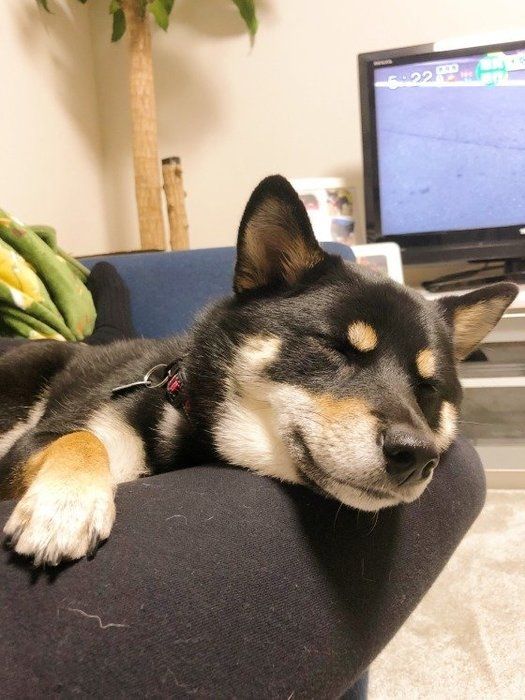 可愛い柴犬