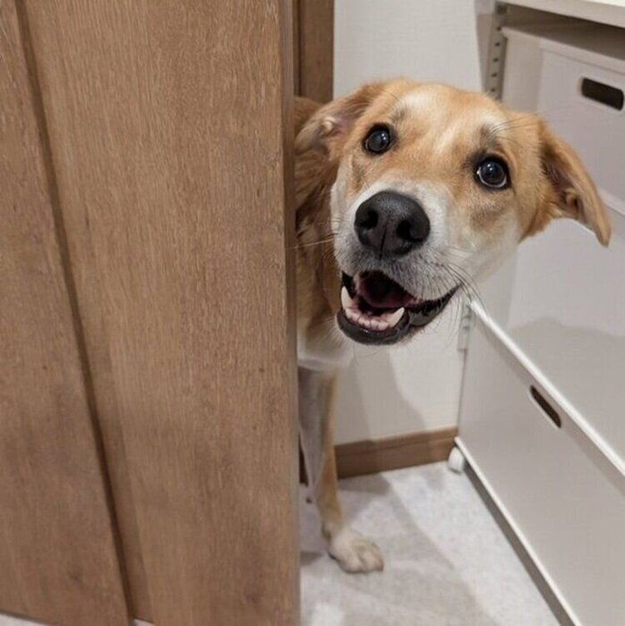 飼い主さんのお風呂をのぞきに来たりりちゃん