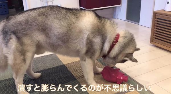 豚のオモチャで遊ぶシベリアン・ハスキー