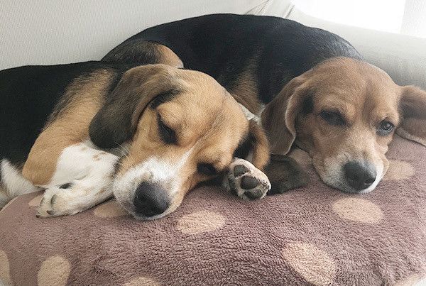 眠るビーグル