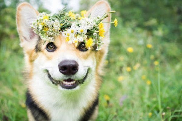 笑顔を見せる犬