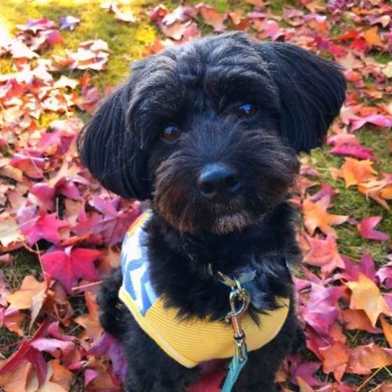 お散歩する犬
