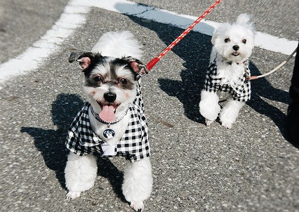 散歩する犬