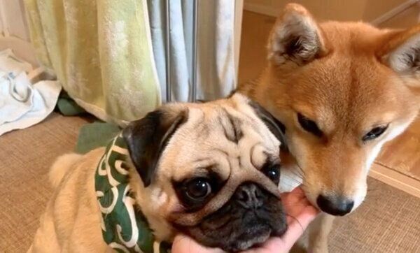 飼い主さんの手のひらにアゴ乗せするラルくんとアキちゃん