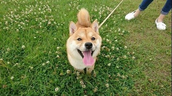 散歩する柴犬