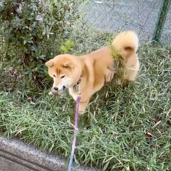 ボールを見つけたエマちゃん