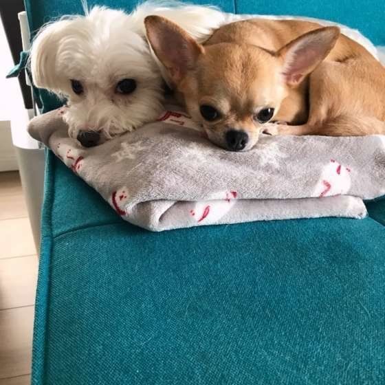 寄り添う犬