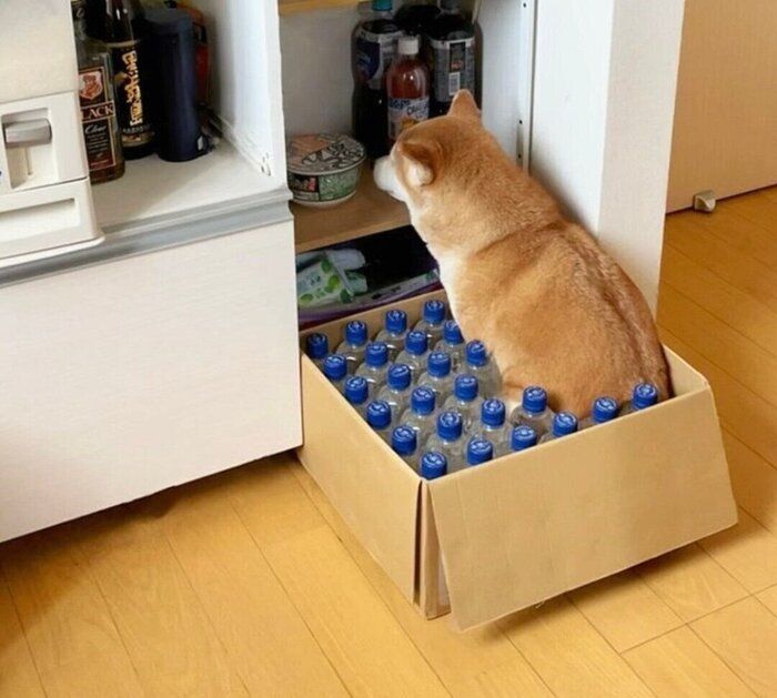 段ボール箱に入るももちゃん
