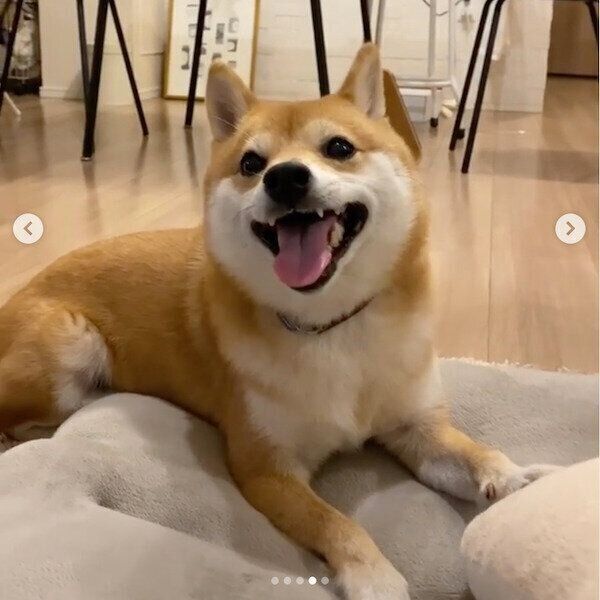 笑うにこちゃん