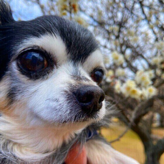 愛犬が寝たきりになった!飼い主の心構えは? いぬのきもち