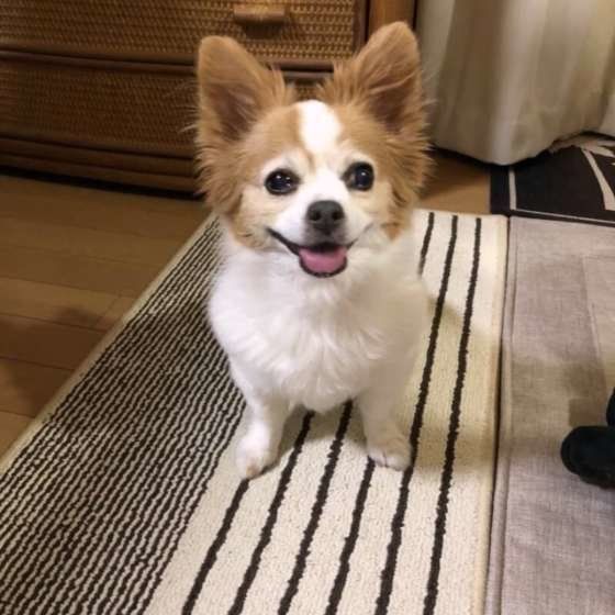 微笑むチワワ