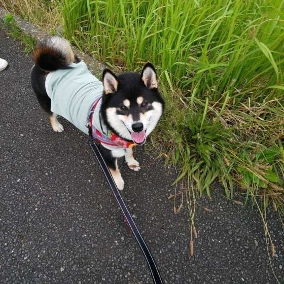 お散歩する柴犬