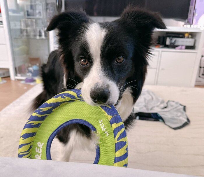 遊ぼうアピールをするレティちゃん