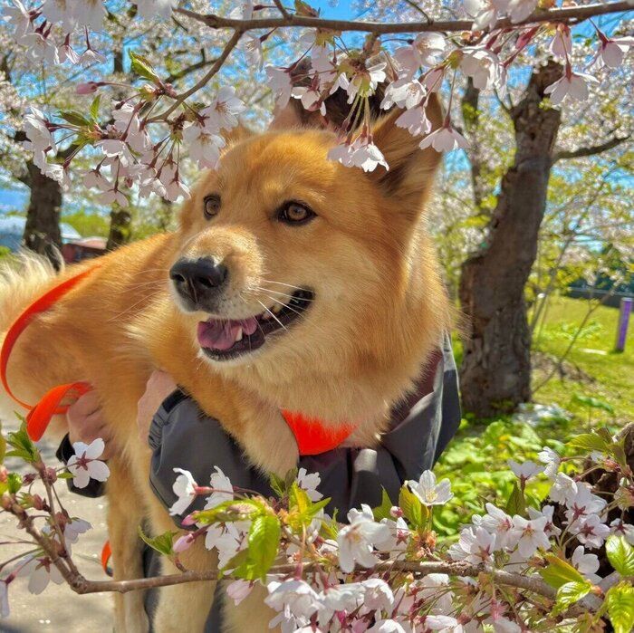 桜の花の下で笑顔を見せるぽんたくん