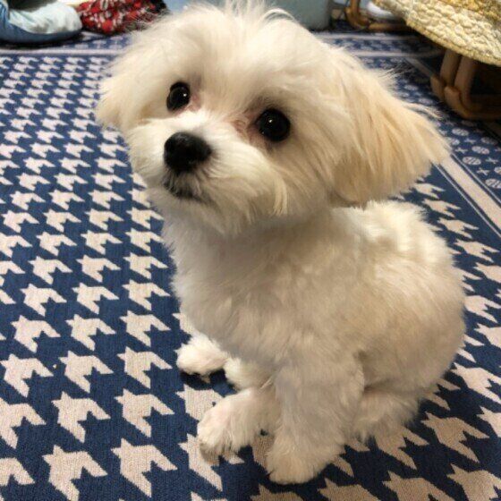 マルチーズのコロンくん