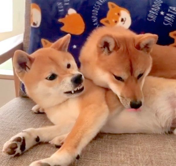 柴犬の上にのっかる柴犬