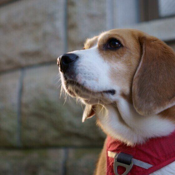 もし愛犬が認知症になったら?犬の夜鳴きの理由を解説 いぬのきもち