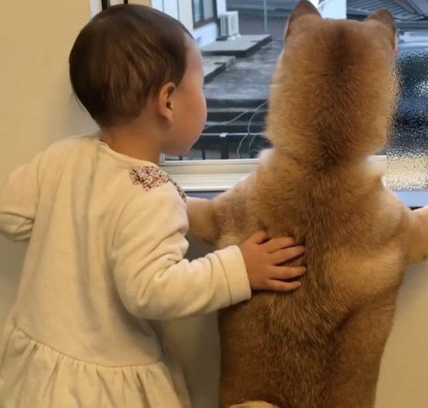 番犬をする犬