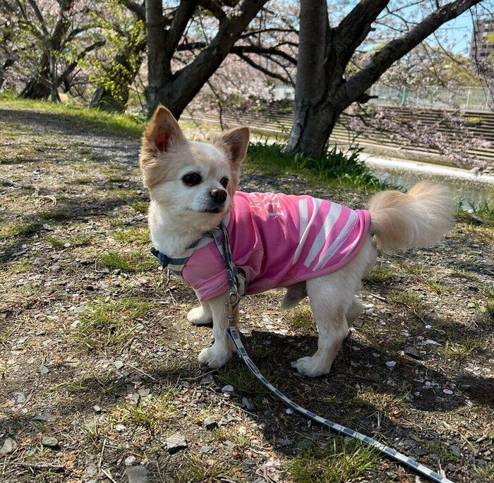 先代犬・ふぅくん。