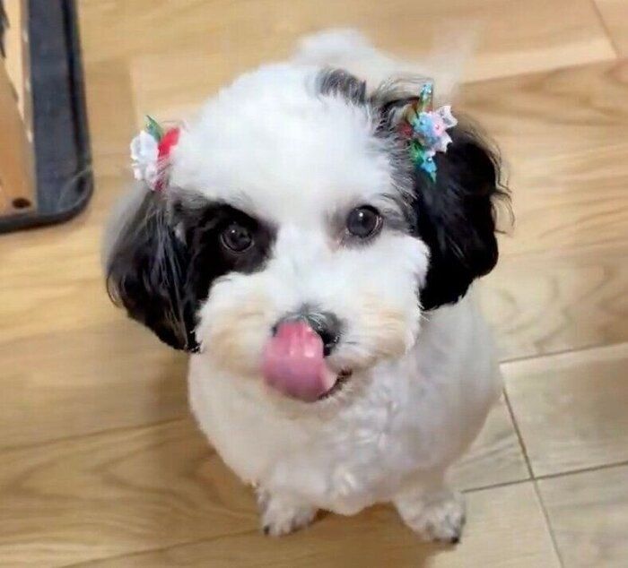 愛嬌たっぷりのモノちゃん