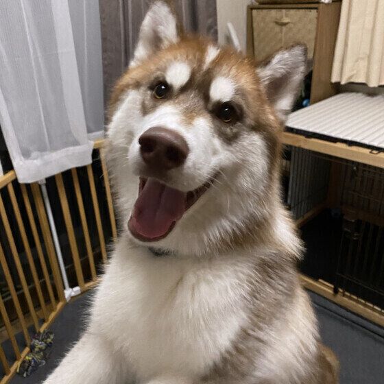 �д�Υ��٥ꥢ�󡦥ϥ�����