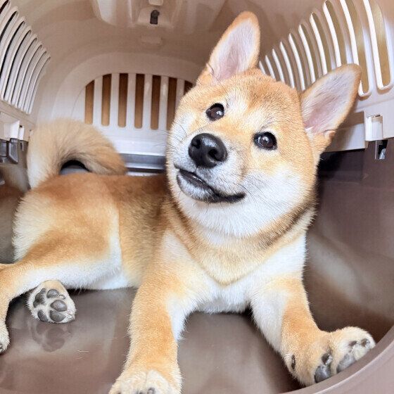 柴犬　はるちゃん