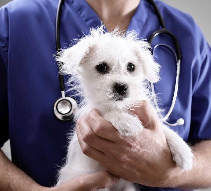白い犬