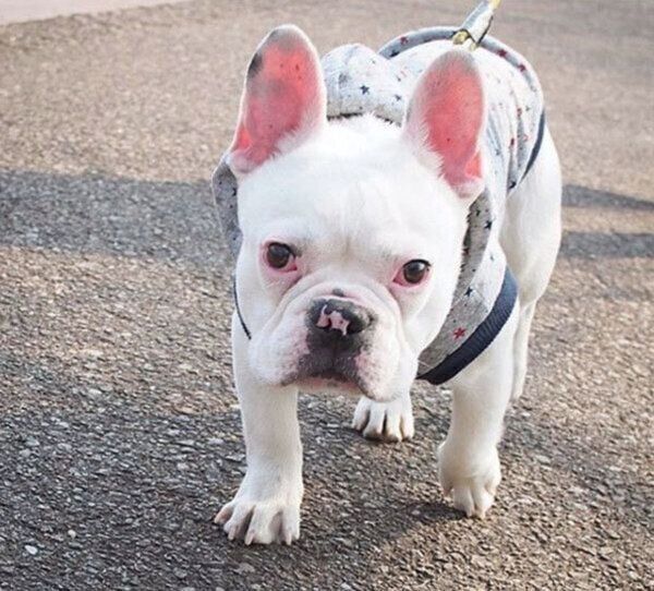 フレンチ・ブルドッグのぽんちゃん