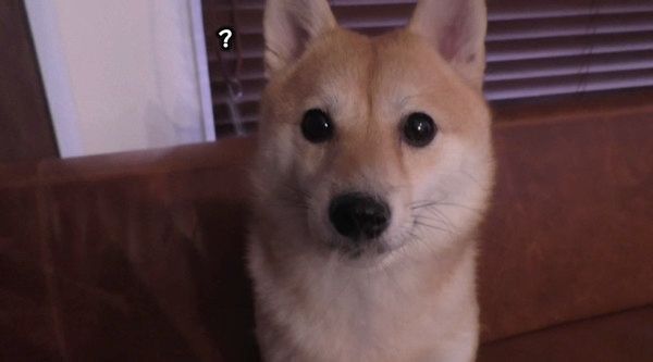 換毛期